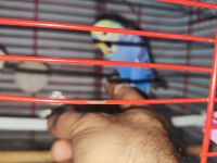 ELE ALIŞIK TAKIM MUHABBET KUŞLAR KAFESLİ MALZEMELİ