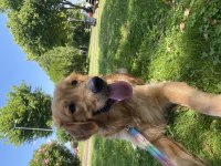 1,5 Yaşında dünyalar tatlısı golden retriever yuva arıyor