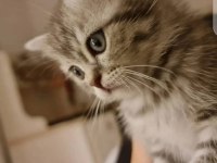 Yeni british shorthair bebekler