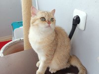 ÜCRETSİZ SCOTTİSH STRAİGHT GOLDEN TABBY DİŞİ
