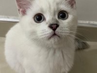 British Shorthair 3 aylık yavru