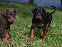 Europen İri Doberman Yavrular