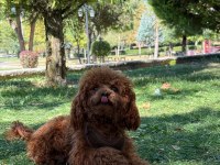 Kore poodle eşleşme