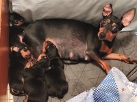 0 numara safkan minyatür pinscher çok tatlı yavrular
