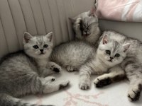 Silver point british özel renk uygun