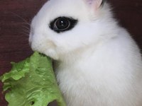 Sürmeli cüce tavşan