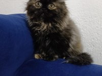 BAKMADAN GEÇMEYİN YAVRU KEDİLERİMİZE