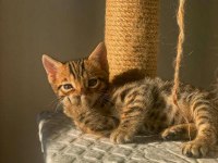 Erkek Bengal Kedisi Yavru