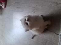 British longhair kar taneleri yeni yuvalarını arıyor