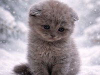 British shorthair sağlıklı erkek