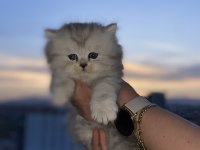Boncuk Gözlüm British Longhair