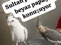 Sultan papağanımız