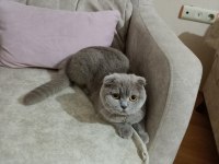 Scottish straight yavrumuz 8 aylık dişi çok tatlı