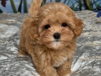 EFSANE MALTİPOO YAVRULARI 