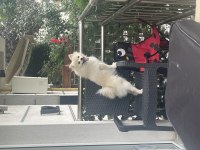 1,5 yaşında aşıları tam çipli pomeranian