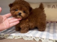 Toy Poodle Red Brown Ultra Mini Yavrularımız