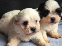 Pomeranian bebişlere ev sahipliği yapmak ister misiniz?