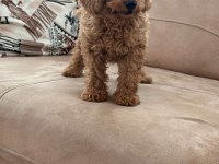 Toy poodle yavrular ırk sağlık garantili