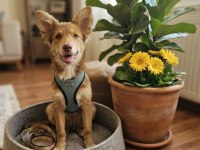 Köpeğimize Geçici Kalıcı Yuva