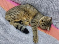 2 YASINDA BRİTİSH SHORTHAİR TABBY KEDİMİZ