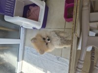 Pomeranian 2 aylık