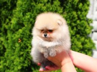 Yavru Pomeranian Boo