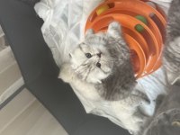 Scottish fold silver bebekler