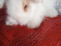 Teddy lop tavşanı yavrular mavi göz