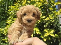 Orjinal Teacup Maltipoo