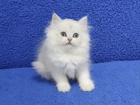 Longhair teslime hazır yavrumuz buyrun 