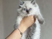 Evinizin Neşesi British Longhair Blue Point