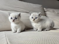 SELANİKLİ CATS AYRICALIĞI İLE MUHTEŞEM KEDİLER