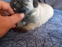1 erkek ve 1 dişi pug