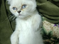 2 aylık yavru british shorthair