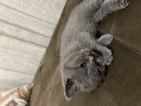 Minik yavru british shorthair