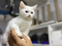 British shorthair prens erkeğimiz