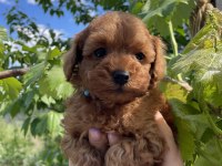 SAĞLIK VE IRK GARANTİLİ TOY POODLE YAVRULARIMIZ