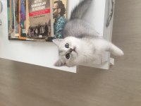 Evden Show Kalite British Shorthair Yavrular