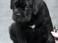 Mükemmel Cane Corso İtalyano