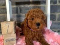 GÜZELLİK ABİDESİ POODLE BEBEKLERİMİZ