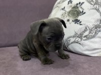 French bulldog yavrular