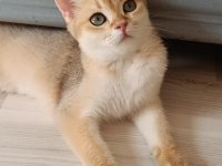 Golden tabby british shorthair