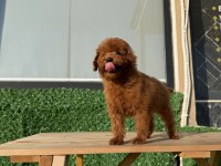 TOY POODLE ERKEK YAVRUMUZ
