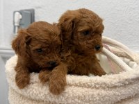 Üst Kalitede Toy Poodle Yavrular Sakarya