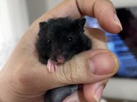 Yavru yetişkin Suriye hamsterı