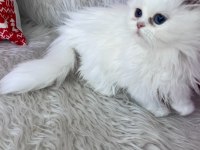 British longhair mavi göz dişi bebek