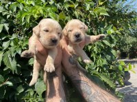 Safkan golden retriever yavrular