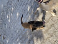 Her şeyi tam belçika malinois