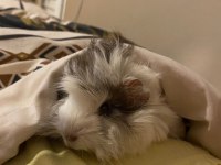 sütten kesilen bebek ginepigler