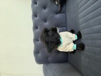 T cup yorkie terrier en küçük boy